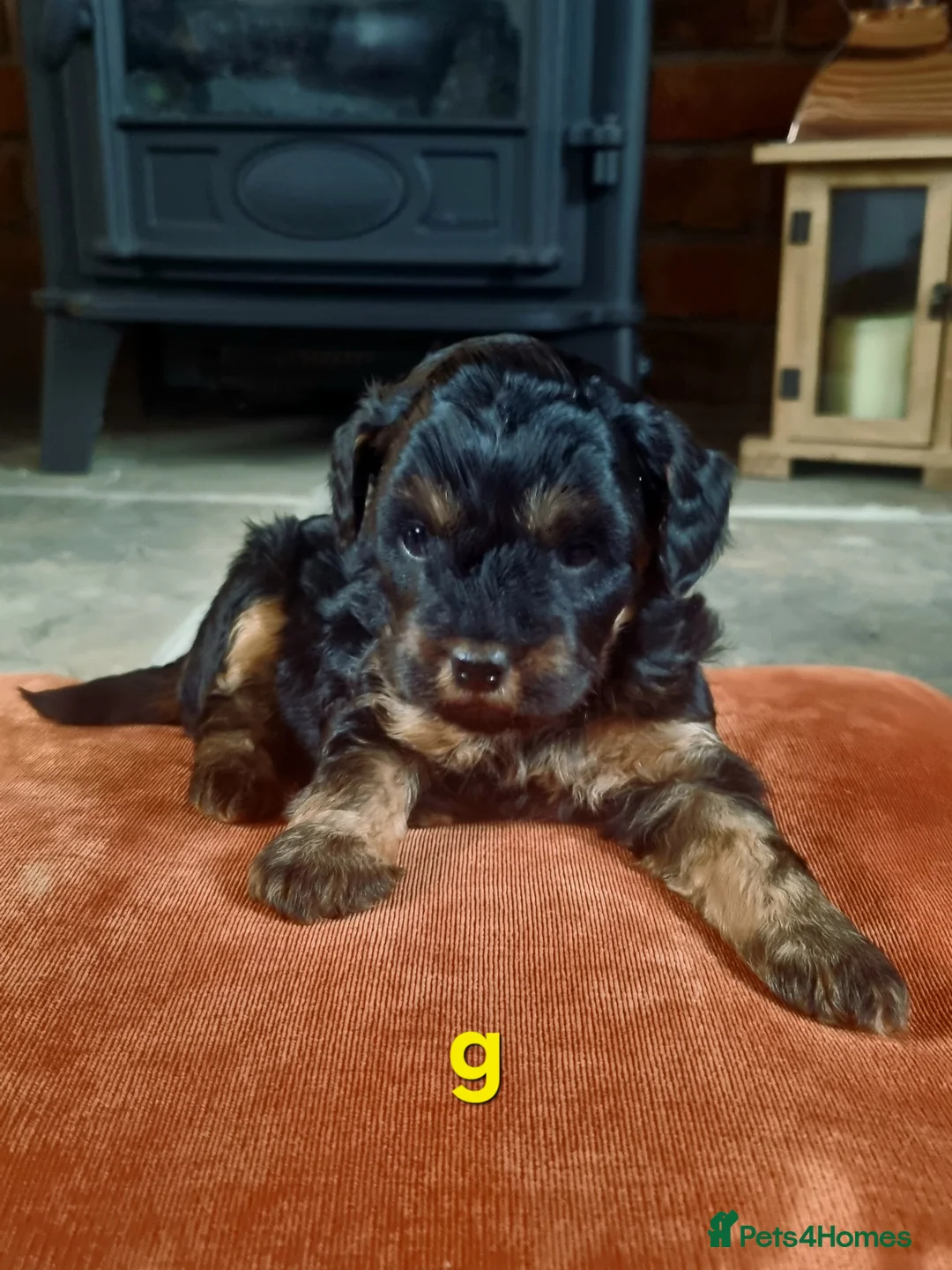 Mixed Breed dogs for sale: 🩷 3/4 poodle puppies 🩵 - Advert 14