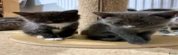 Mixed Breed cats for sale: Kittens from a Ragdoll-cross mother - Advert 9