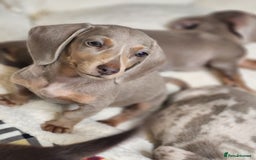 Miniature Dachshund dogs for sale: Top quality Mini short-haired dashhound, Isabella - Image 2