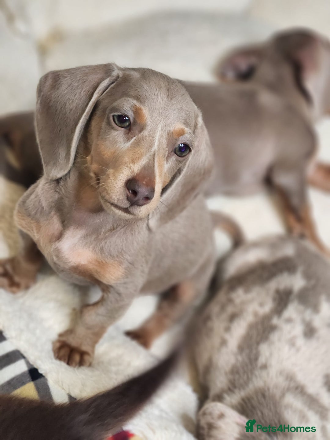 Miniature Dachshund dogs for sale: Top quality Mini short-haired dashhound, Isabella - Image 2