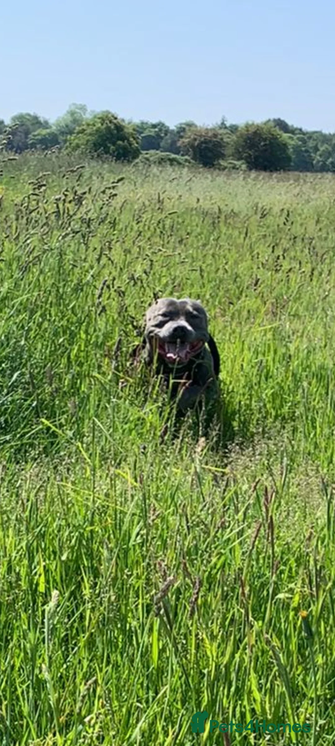 Staffordshire Bull Terrier dogs for stud: Proven Beautiful Blue Staff Stud in Walsall - Advert 5