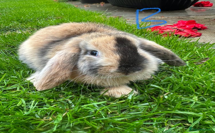 Mini Lop rabbits - Advert 2