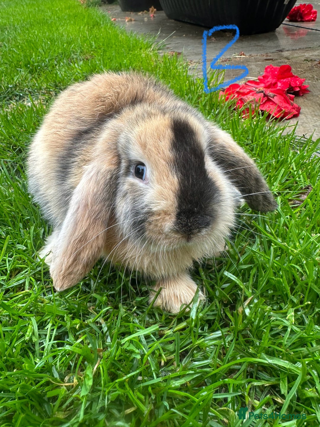 Holland Lop Buy Netherland Dwarf Rabbit Netherland Dwarf Rabbit