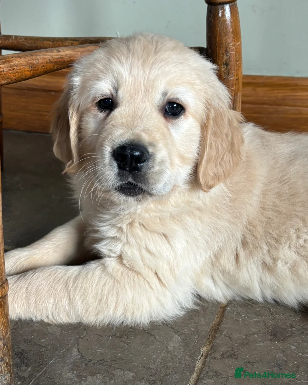 Golden Retriever dogs for sale: KC golden retriever pups health tested parents  - Advert 1