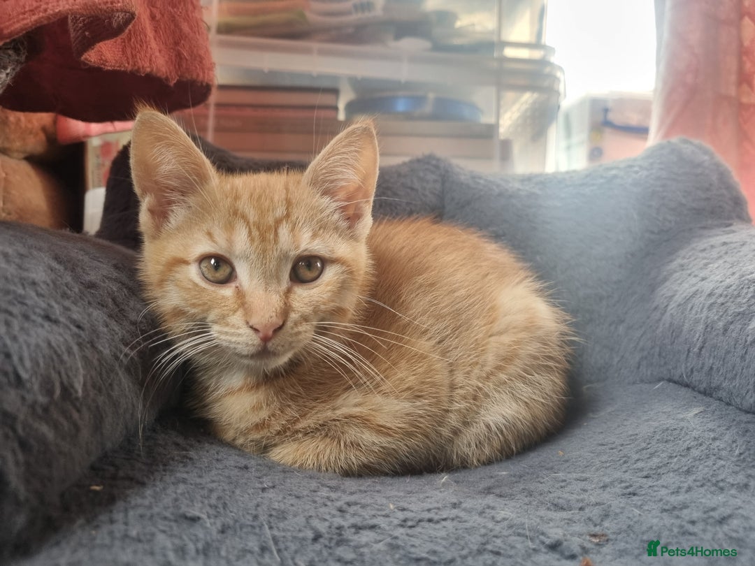 Mixed Breed cats for sale: 3 Ginger and 3 Callico kittens - Image 3