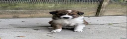 Border Collie dogs for sale: Striking Welsh Red & White Border Collies in Montgomery - Advert 12