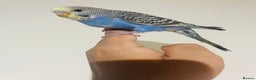 Budgerigars birds for sale: Hand reared budgies for sale  - Advert 14