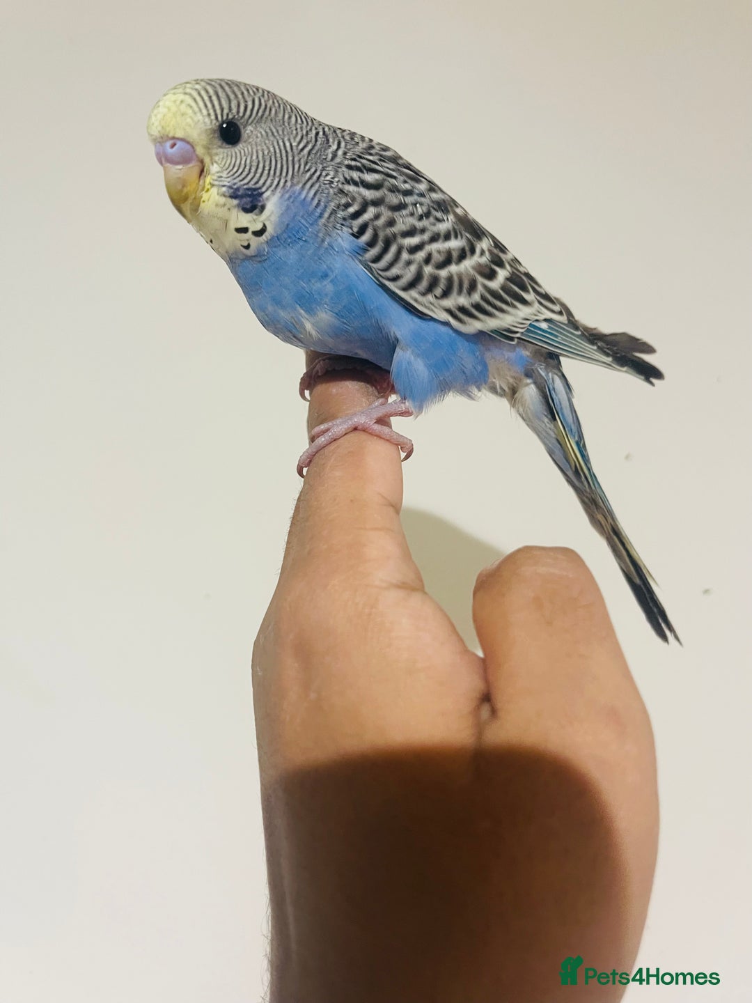 Budgerigars birds for sale: Hand reared budgies for sale  - Advert 14