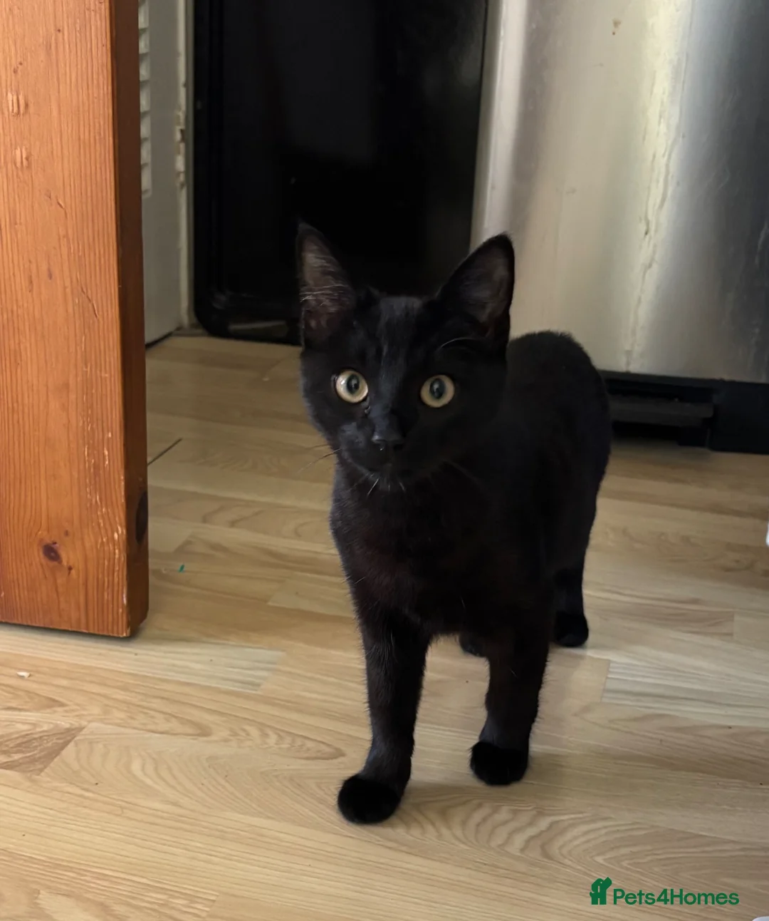 Bombay cats for sale: 6 month old Black Bombay Kitten - Advert 2