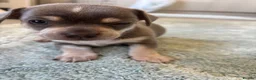Chihuahua dogs for sale: CHIHUAHUA BEAUTIFUL READY 20TH JUNE LAST BOY - Advert 15