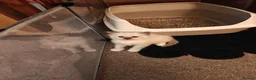 Ragdoll cats for sale: Ragdoll kittens - Advert 32