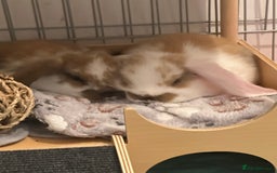 French Lop rabbits for sale: 2 boy French lop rabbits  - Image 1