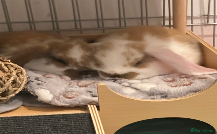 French Lop rabbits - Advert 1