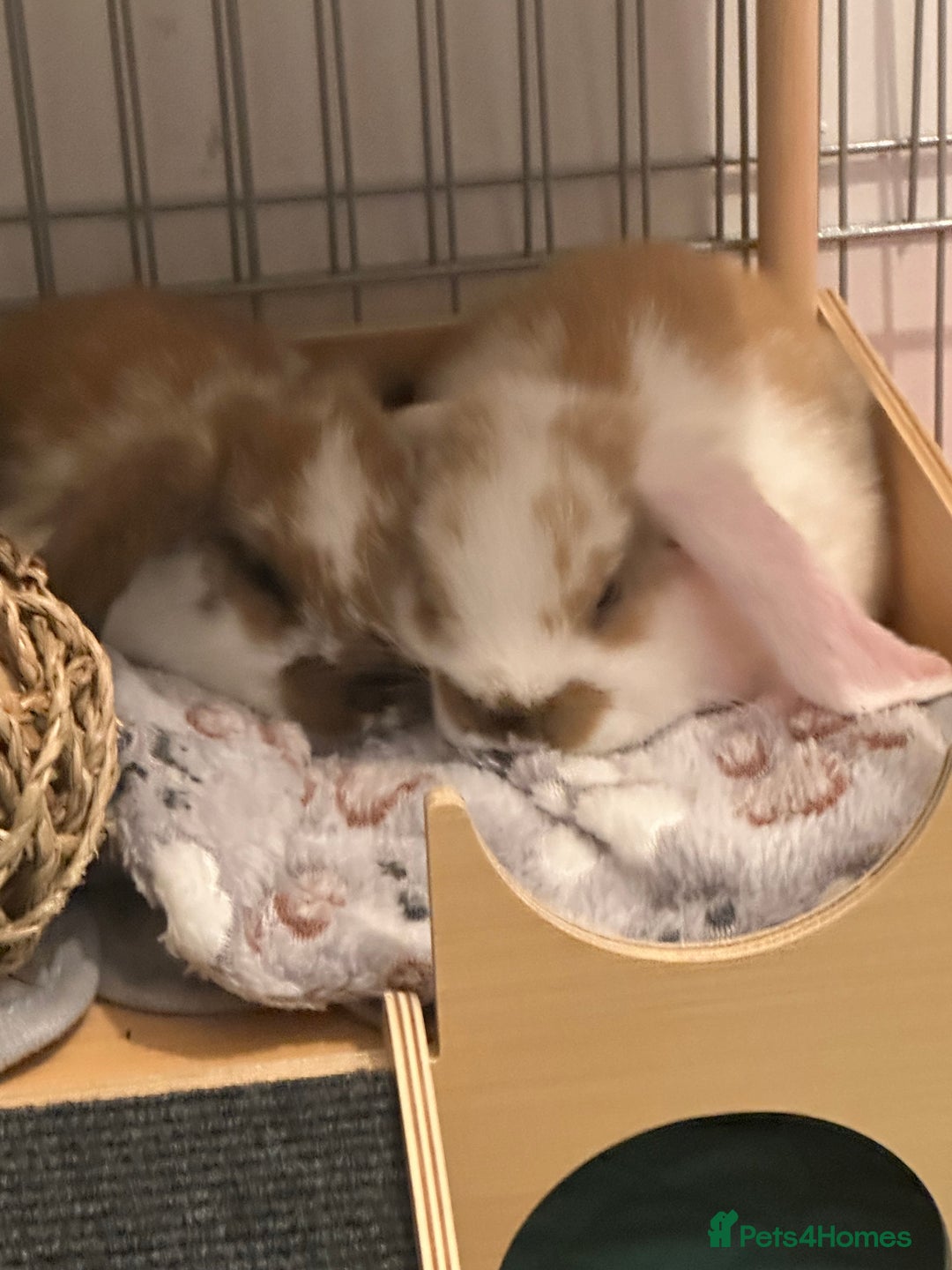 French Lop rabbits for sale: 2 boy French lop rabbits  - Image 1