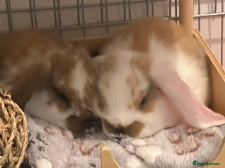 French Lop rabbits - Advert 1