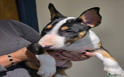 English Bull Terrier dogs for sale: English Bull Terrier Puppy for Sale - Image 1