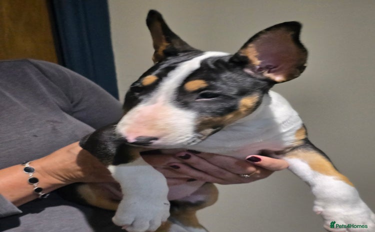 English Bull Terrier dogs - Advert 1