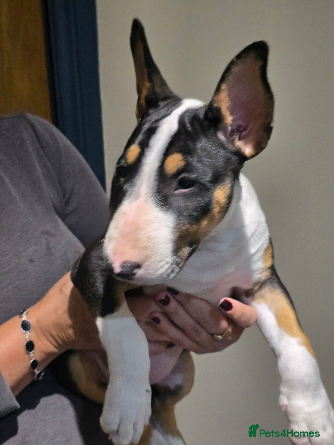 English Bull Terrier dogs for sale: English Bull Terrier Puppy for Sale - Image 1