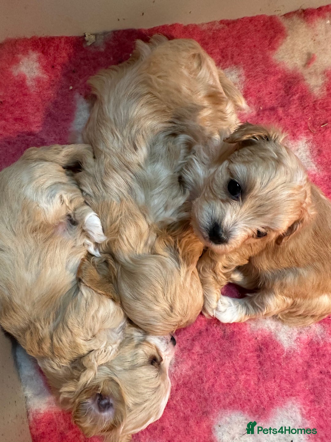 Maltipoo dogs for sale: F1 Tiny Maltipoo champagne puppies - Advert 4