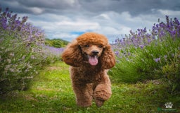 Toy Poodle dogs for sale: Stunning red female poodle  - Image 2