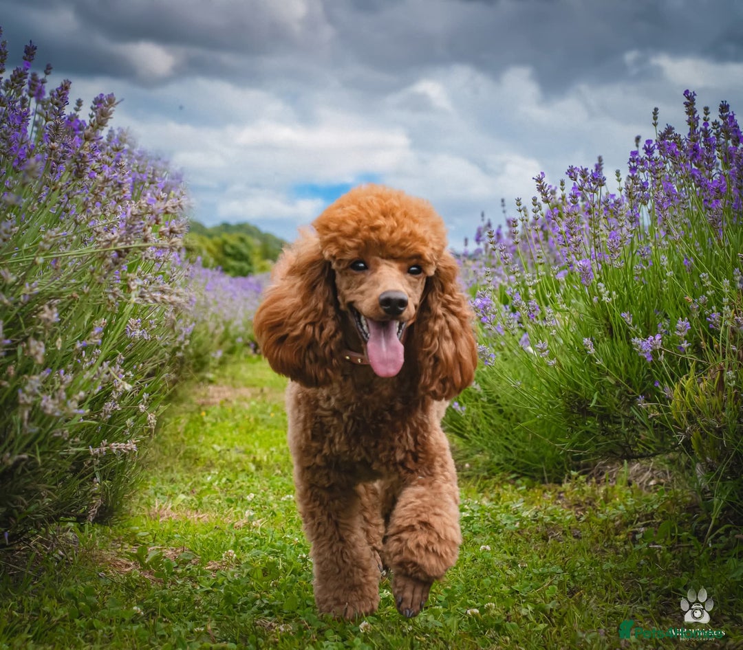 Toy Poodle dogs for sale: Stunning red female poodle  - Image 2