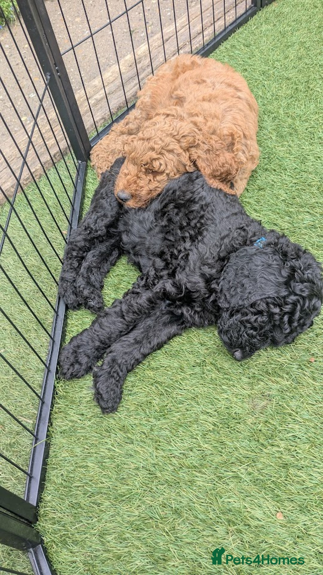Poodle dogs for sale: Moyen Poodles - Image 12