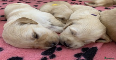 Golden Retriever dogs - Advert 4