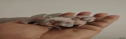 Cockatiels birds for sale: baby cockatiels - Advert 11