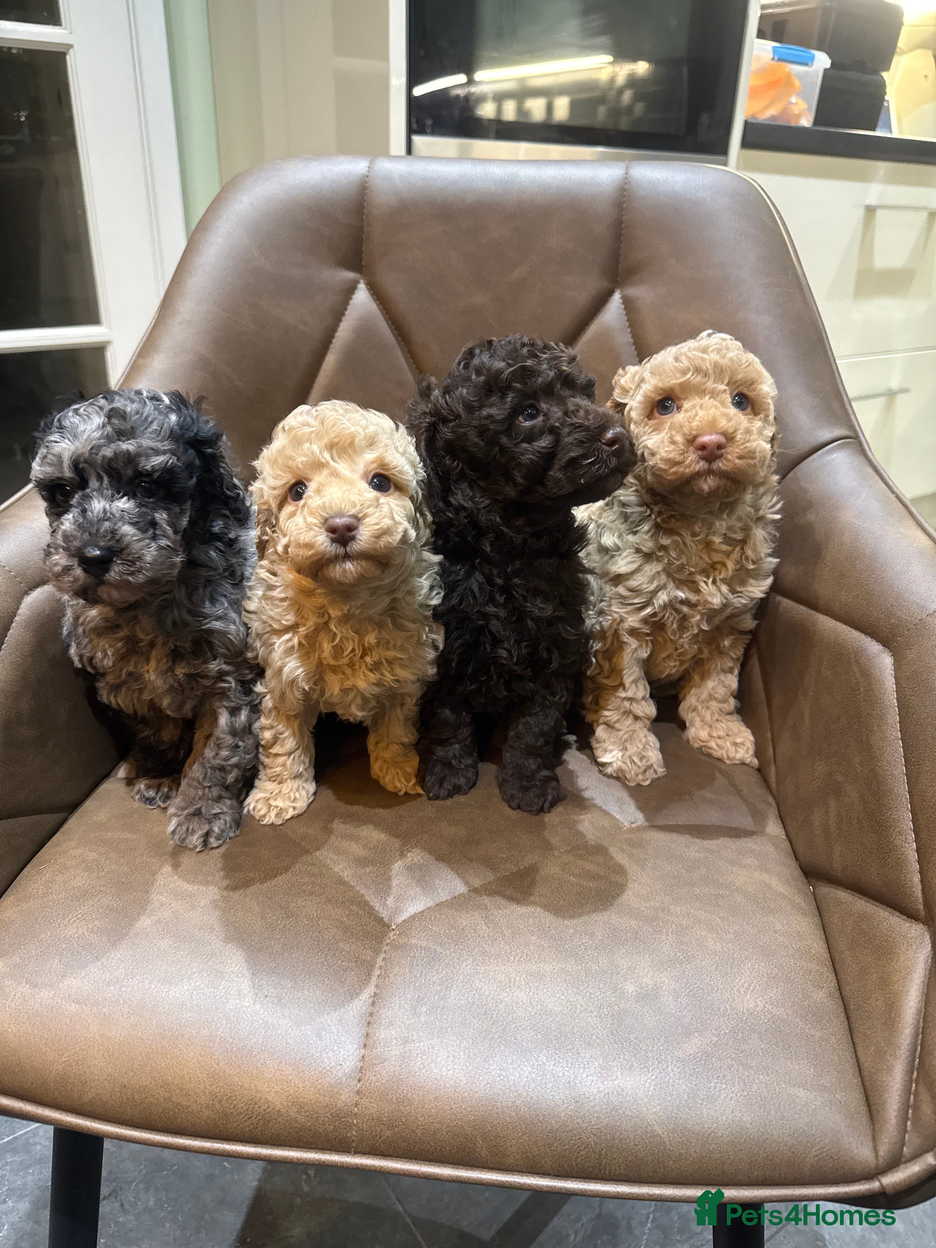 Miniature Poodle dogs Beautiful miniature poodles  - Advert 10
