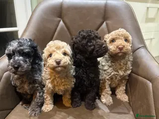 Miniature Poodle dogs Beautiful miniature poodles - Advert 10