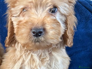 Cockapoo dogs beautiful puppies - Advert 1