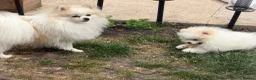 Pomeranian dogs for sale: Mrs Heather Small in Wantage - Advert 4