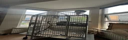 Macaws birds for sale: Macaw parrot in London - Advert 4