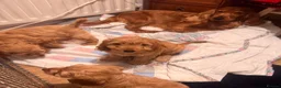 Cockapoo dogs for sale: QUALITY RUBY COCKAPOO PUPPIES - Advert 3