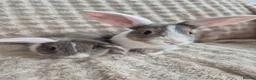 Mini Lop rabbits for sale: Mini lops beige / grey / black / white - Advert 4