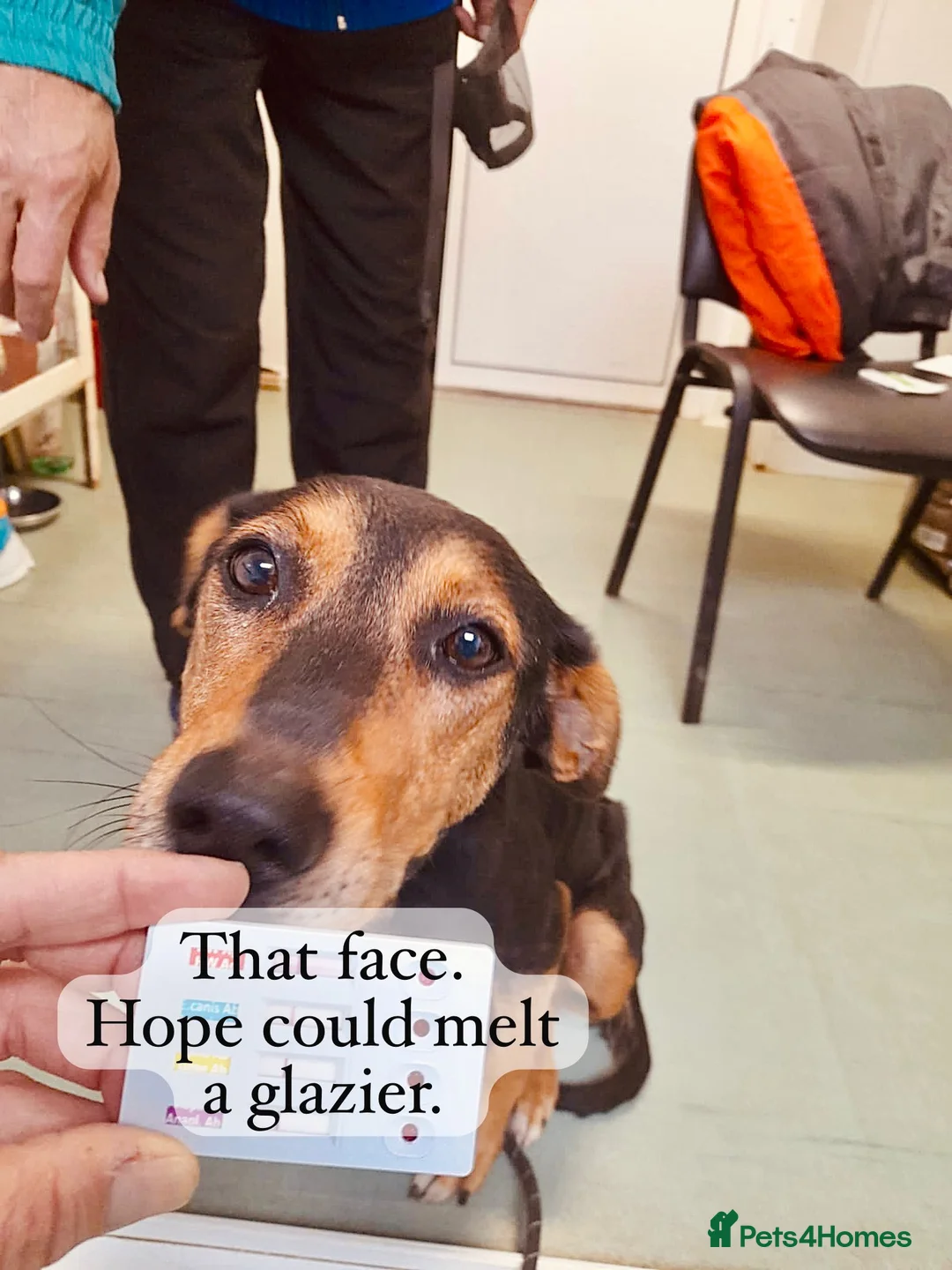 Mixed Breed dogs for adoption: Hope, 10 years approx. Available for adoption. - Advert 6