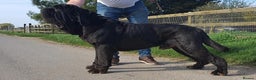 Neapolitan Mastiff dogs for sale: Makaevo Puppies - Advert 9
