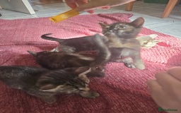 Mixed Breed cats for sale: Beautiful kittens  - Image 7