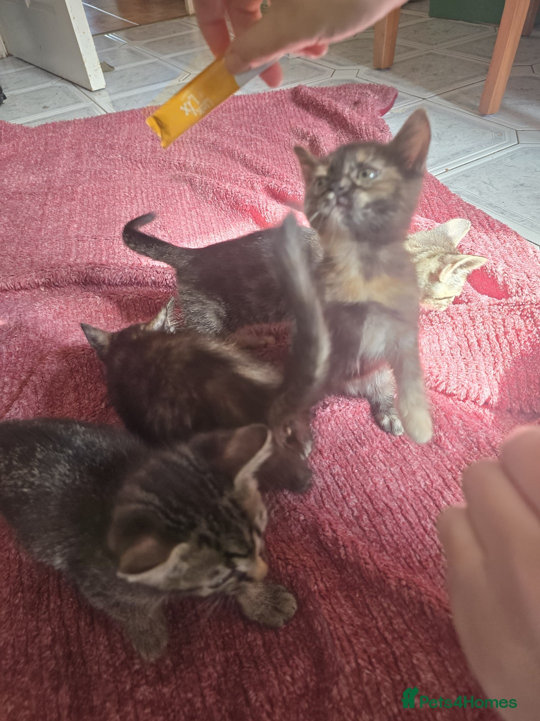 Mixed Breed cats for sale: Beautiful kittens  - Image 7