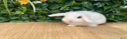 Mini Lop rabbits for sale: Mini lops ready to reserve  - Advert 5