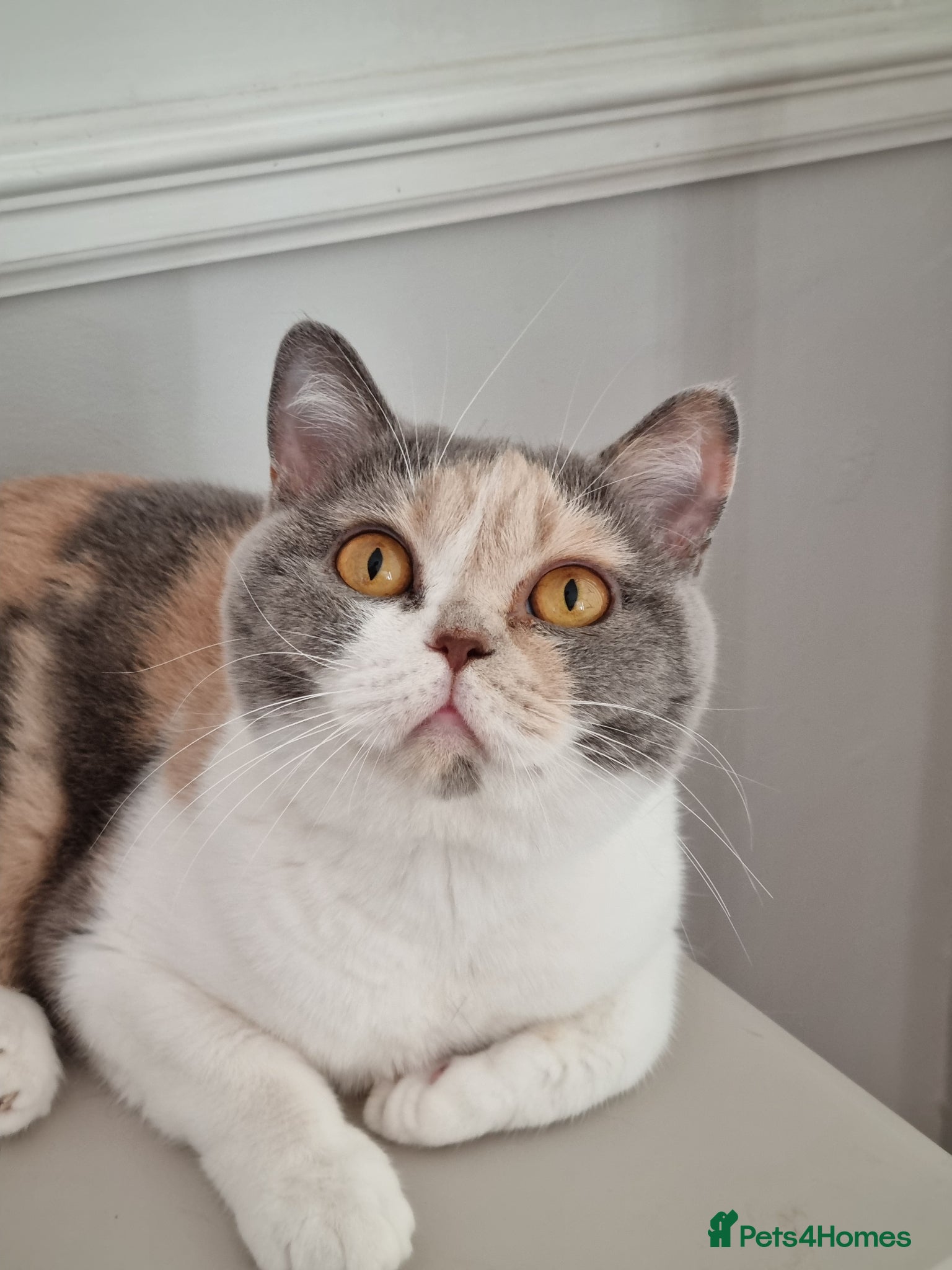 British Shorthair cats Tri colour British Shorthair  - Advert 1