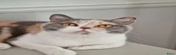 British Shorthair cats for sale: Tri colour British Shorthair  - Advert 1
