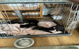 British Shorthair cats for sale: Litter of 5 lovely kittens  - Image 3