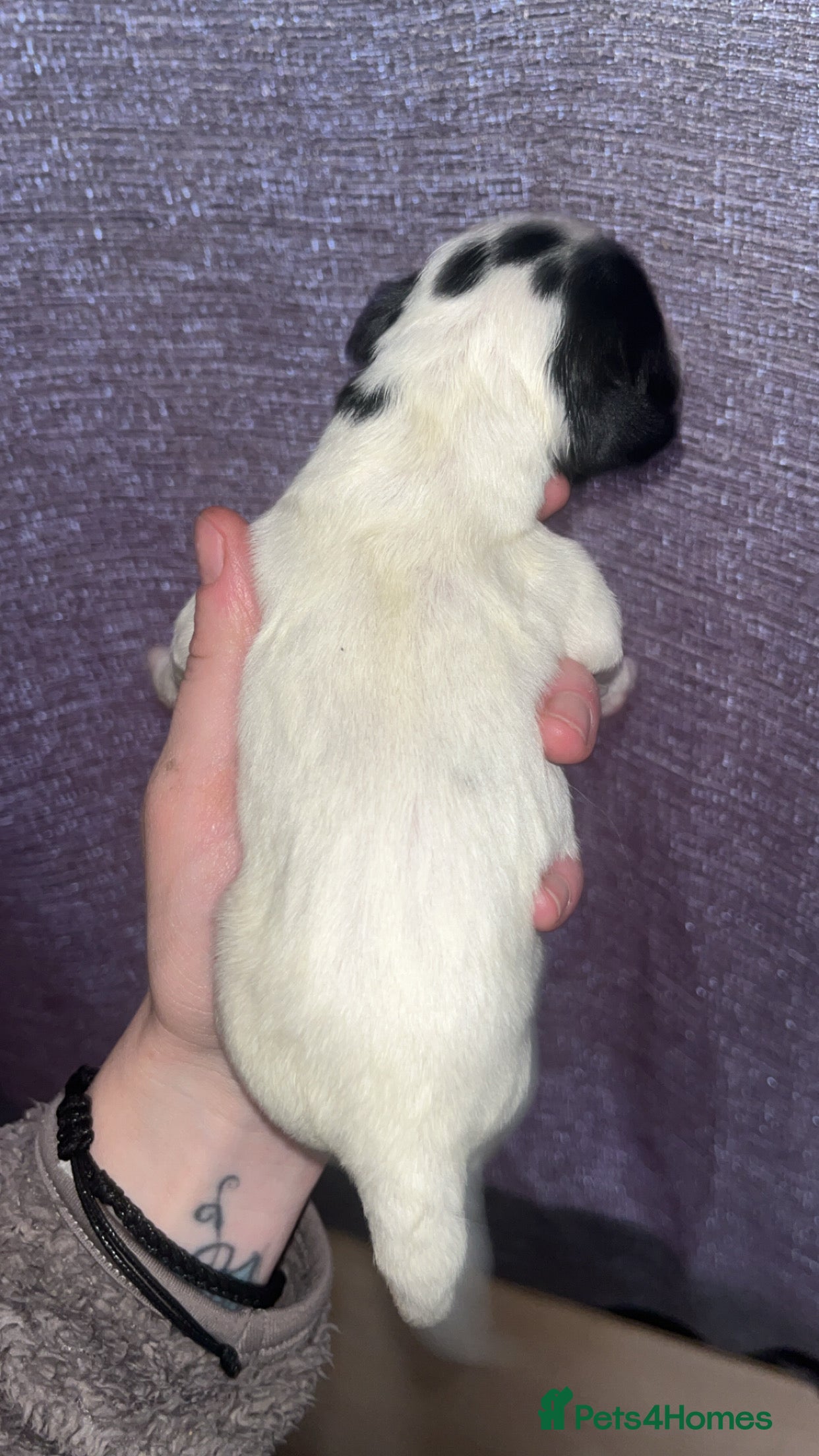 Sprocker dogs for sale: 12 beautiful sprocker spaniels  - Advert 12
