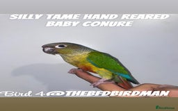Conures birds for sale: 100% SILLY TAME HAND REARED BABY CONURES - Image 4
