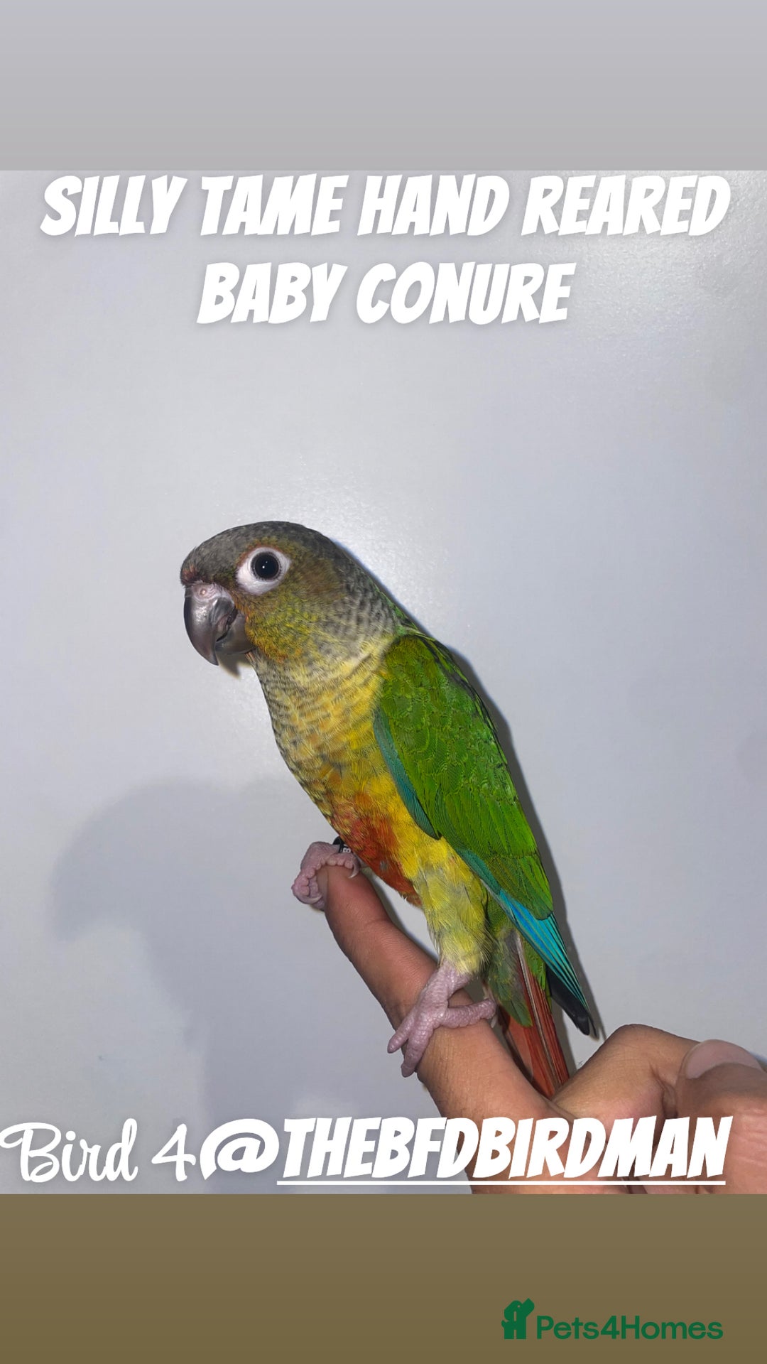 Conures birds for sale: 100% SILLY TAME HAND REARED BABY CONURES - Image 4