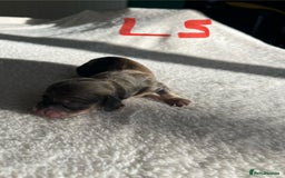 Miniature Dachshund dogs for sale: Waitlist Open! KC Miniature Long Haired Dachshunds - Image 9