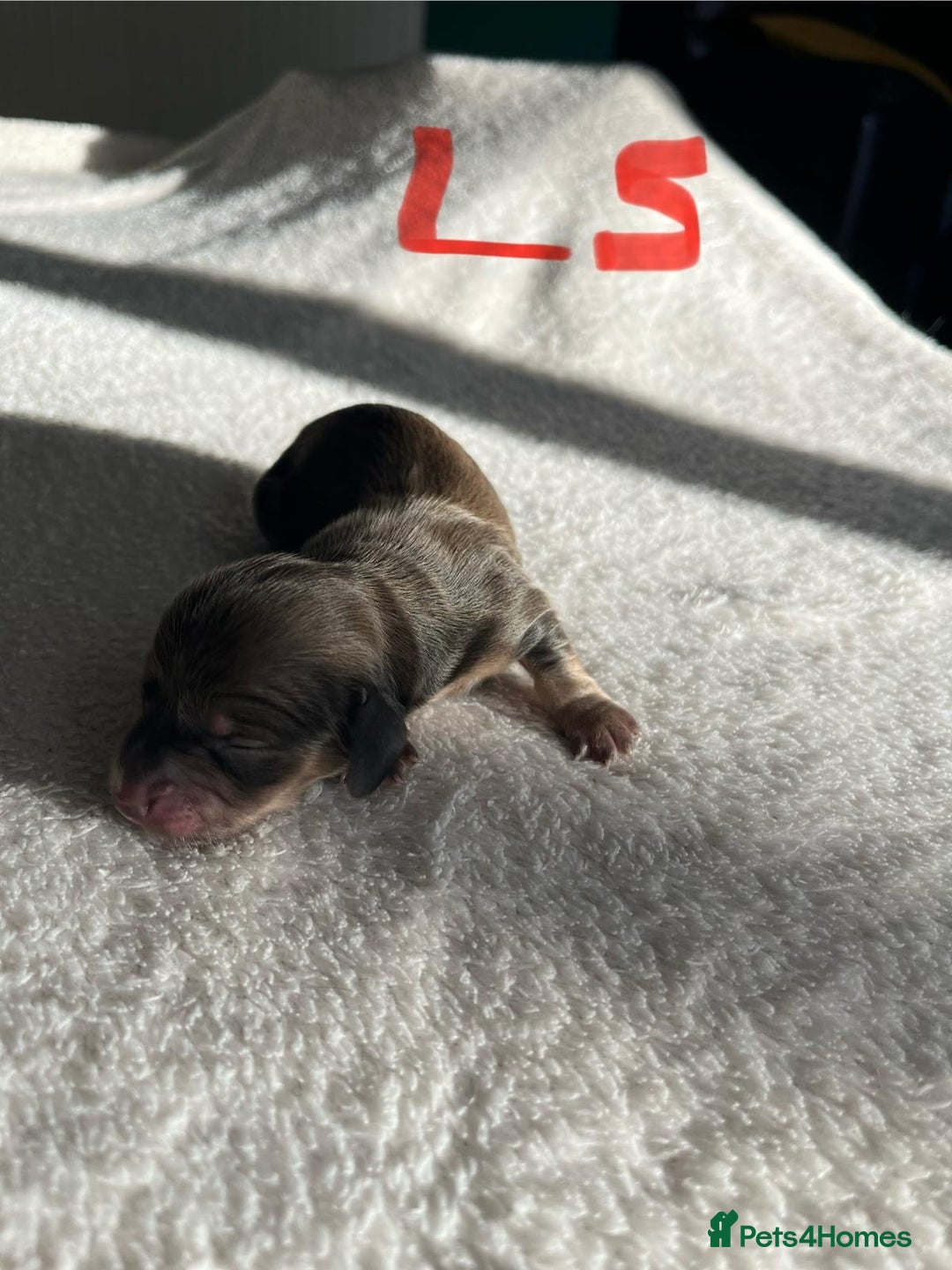 Miniature Dachshund dogs for sale: Waitlist Open! KC Miniature Long Haired Dachshunds - Image 9