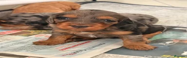 Cockapoo 2