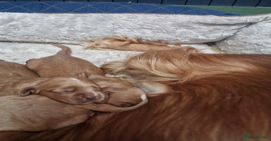 Cocker Spaniel dogs - Advert 14